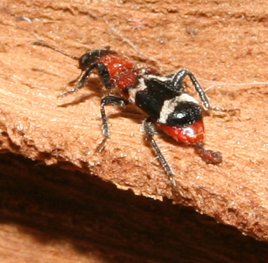 Thanasimus formicarius